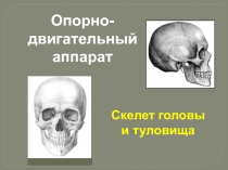 Скелет головы
и туловища
Опорно-двигательный аппарат