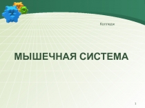 МЫШЕЧНАЯ СИСТЕМА