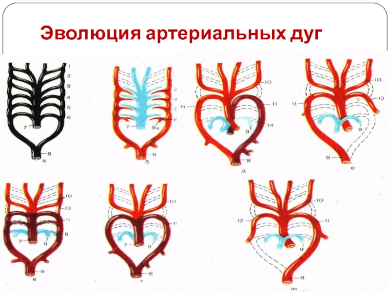 Схемы кровеносных систем позвоночных животных