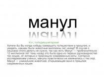манул