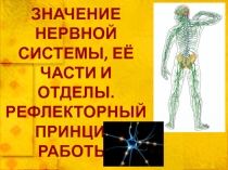 ЗНАЧЕНИЕ НЕРВНОЙ СИСТЕМЫ, ЕЁ ЧАСТИ И ОТДЕЛЫ. РЕФЛЕКТОРНЫЙ ПРИНЦИП РАБОТЫ