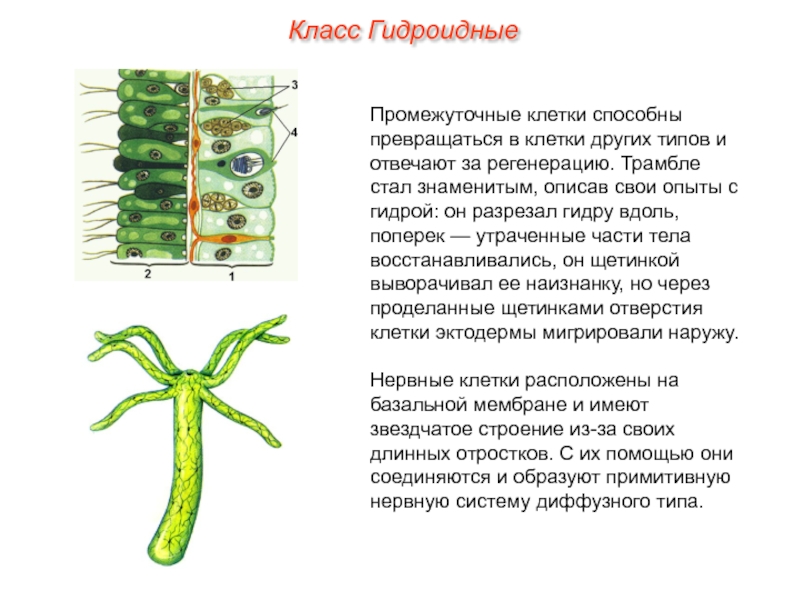 Рассмотри картинку клетки тела гидры и вставь пропущенные в тексте слова