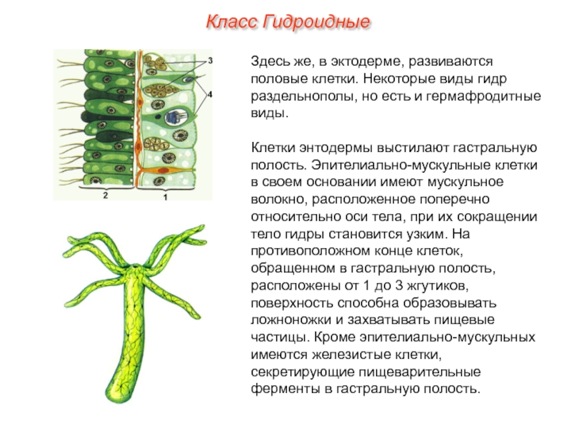 Клетки гидры и их функции. Функции клеток эктодермы гидры. Клетки тела гидры эктодерма. Клетки эктодермы и энтодермы гидры таблица. Клетки эктодермы гидры и их функции.