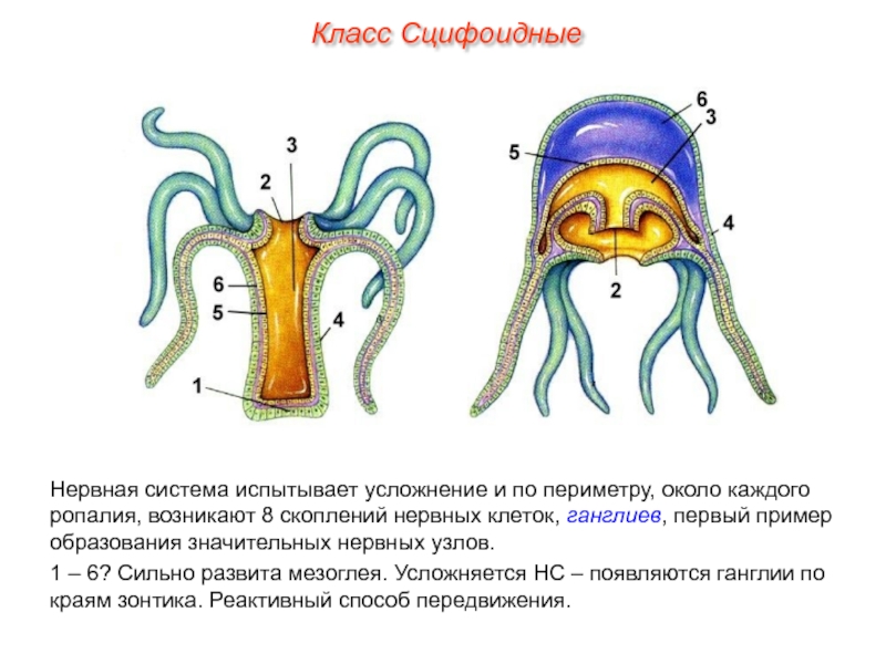 Нервная система человека презентация пименов