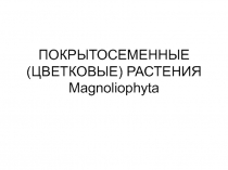 ПОКРЫТОСЕМЕННЫЕ (ЦВЕТКОВЫЕ) РАСТЕНИЯ Magnoliophyta