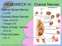 HEAD/NECK IV: Cranial Nerves