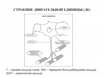 СТРОЕНИЕ ДВИГАТЕЛЬНОЙ ЕДИНИЦЫ (ДЕ)