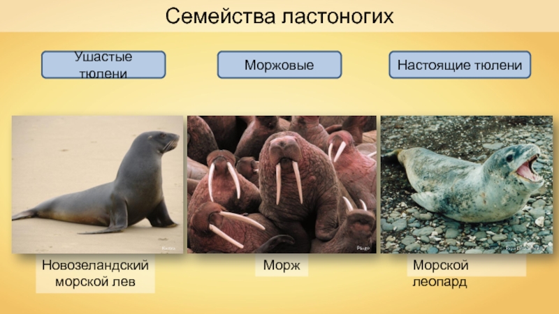 Сравните образ жизни тюленя и кита. Отряд ластоногие классификация. Биология отряд ластоногие. Отряд ластоногие 7 класс биология. Отряды млекопитающих ластоногие.