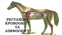 РЕГУЛЯЦІЯ КРОВООБІГУ ТА ЛІМФООБІГУ