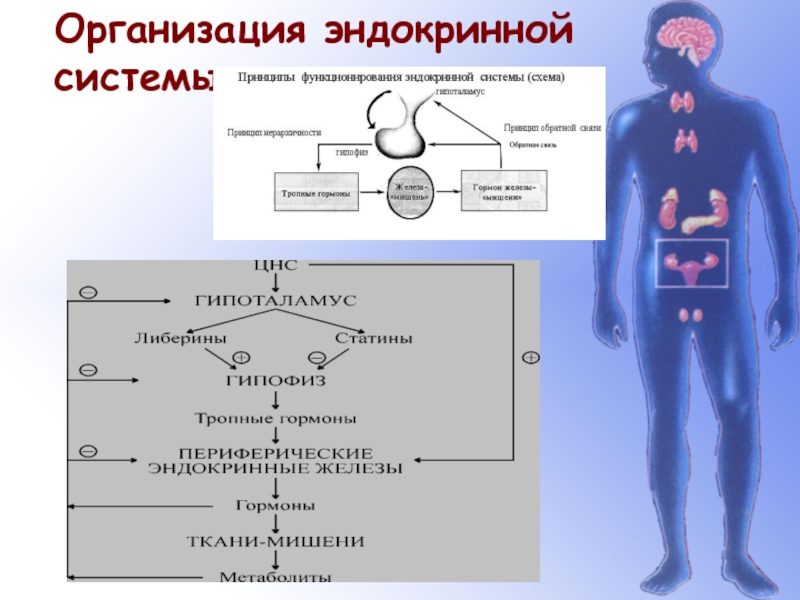 Структурно логическая схема эндокринные железы