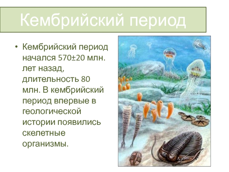 Палеозой период кембрий. Палеозой Эра Кембрий. Палеозой Кембрий Продолжительность. Кембрийский период палеозойской эры. Палеозойская Эра период Кембрий климат.