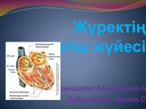 Жүректің өткізгіш жүйесі O рындаған : Айнабекова. A Қабылдаған : Ажаев.С