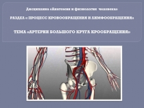 Дисциплина Анатомия и физиология человека
РАЗДЕЛ  ПРОЦЕСС КРОВООБРАЩЕНИЯ И