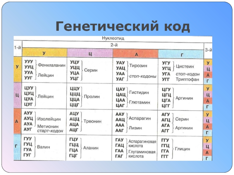 Пластический обмен Синтез белка Генетический код Генетический код