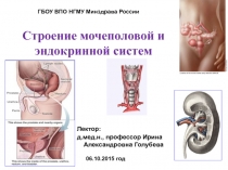 Строение мочеполовой и эндокринной систем
ГБОУ ВПО НГМУ Минздрава