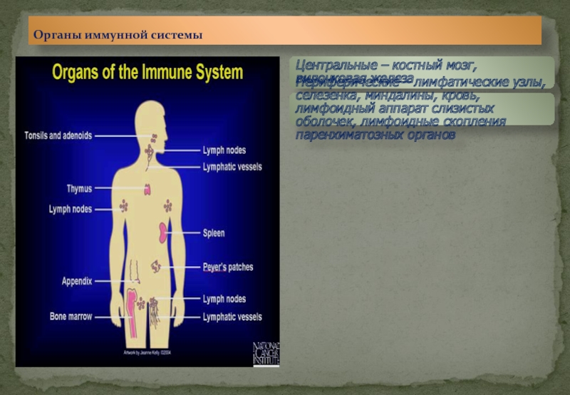 Органы иммунной системы фото