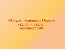 Скелет человека. Осевой скелет и скелет конечностей