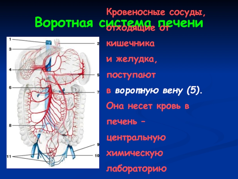 Центр печени