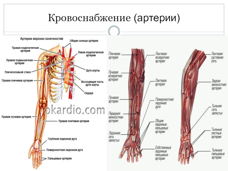Кровообращение верхней конечности. Схема кровоснабжения верхней конечности. Вены верхней конечности анатомия схема. Сосуды верхней конечности топографическая анатомия. Артерии верхней конечности анатомия схема.