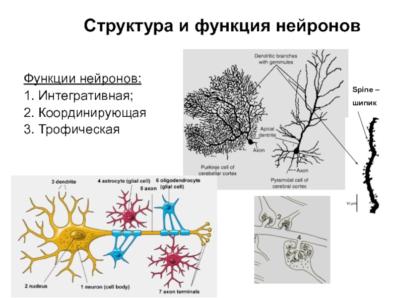 Особенности строения нервных клеток. Функции нейрона (схема). Структура нейрона и его функции. Нейрон строение и функции. Строение нейрона и его функции.