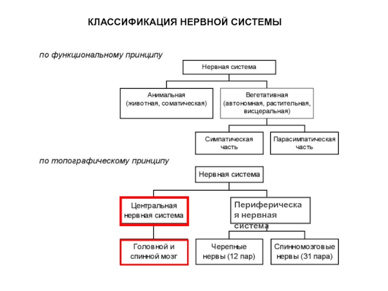 Схема отделов нервной системы