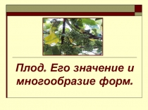 Плод. Его значение и многообразие форм