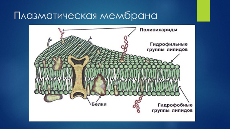 Фото плазматической мембраны