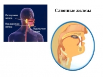 Слюнные железы
