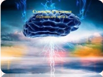 Строение и функции головного мозга