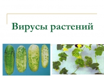 Вирусы растений