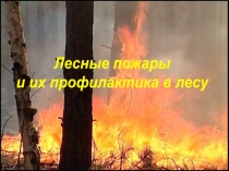 Лесные пожары
и их профилактика в лесу