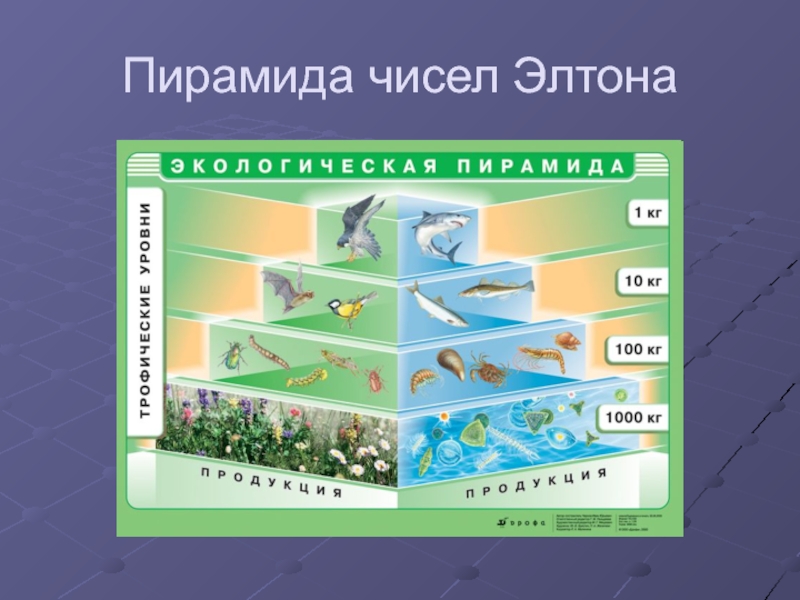 Пирамида чисел. Экологическая пирамида Элтона. Пирамида чисел Элтона. Экологическая пирамида биоценоза. Экологическая пирамида чисел.