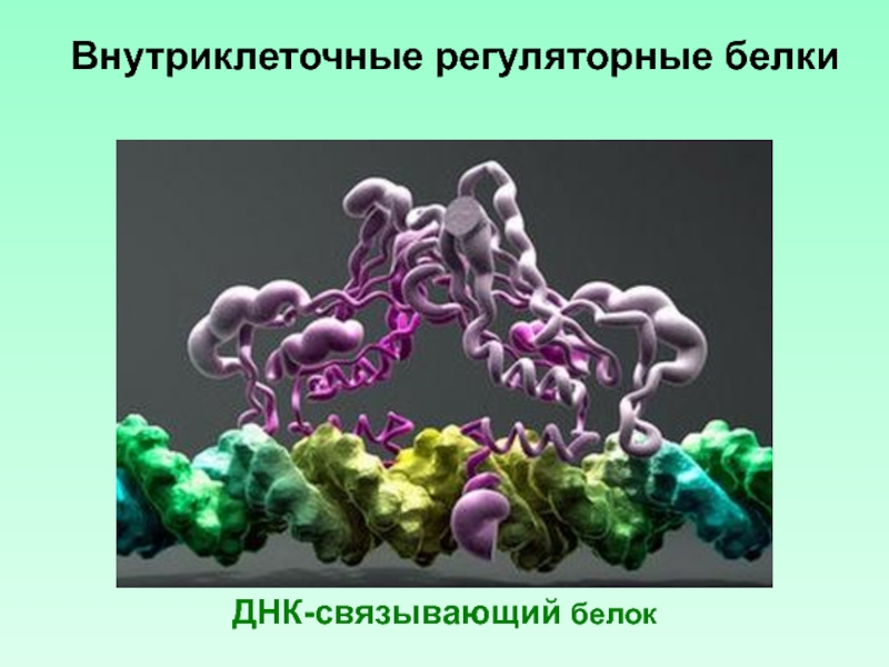 Белок связанный. ДНК связывающий белок. ДНК И регуляторные белки. Белок с ДНК связанный. Белок, способный связывать.