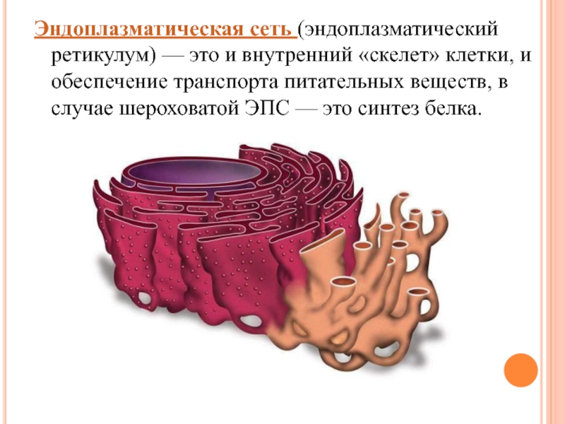 Синтез белка шероховатая эпс. ЭПС ретикулум. Эндоплазматический ретикулум строение. Рис 86 эндоплазматическая сеть. Эндоплазматическая сеть (ЭПС).