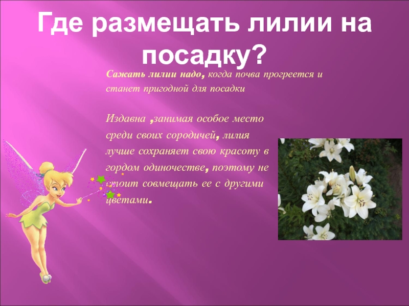 Где размещать лилии на посадку?Издавна ,занимая особое место среди своих сородичей, лилия лучше сохраняет свою красоту в