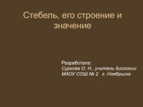 Стебель, его строение и значение