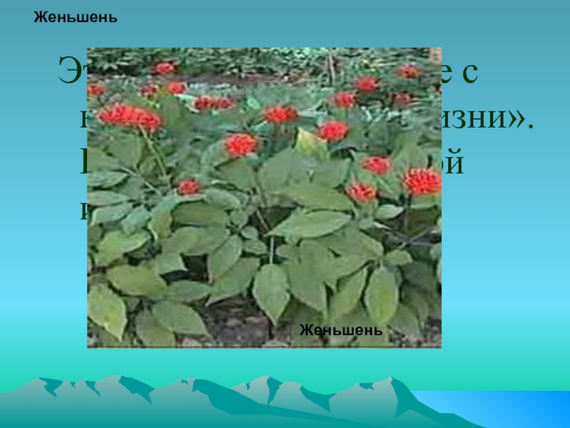 Женьшень причины исчезновения. Растение корень жизни в переводе с китайского. Женьшень какая природная зона. Женьшень на карте России.