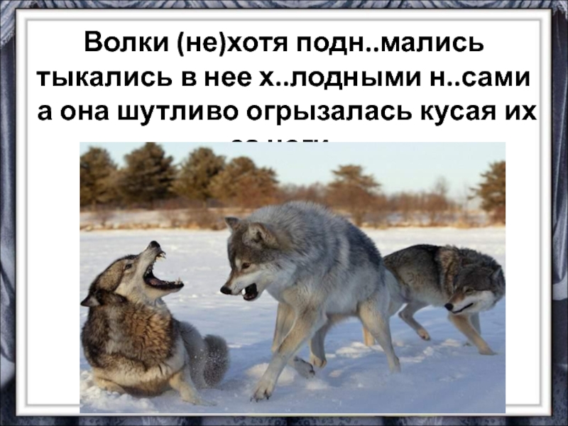 Почему волка назвали волком. Текст волки по Соколову Микитову. Волк не кусает волка значение. Доклад тычется. Текст волки по Соколову Микитову диктант.