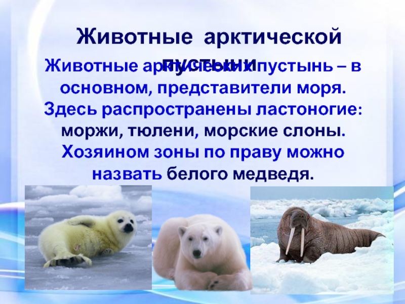 Определите животных арктических пустынь. Зона арктических пустынь обитатели. Арктические пустыни животные. Арктическая пустыня животные. Животные в арктических пустынях.