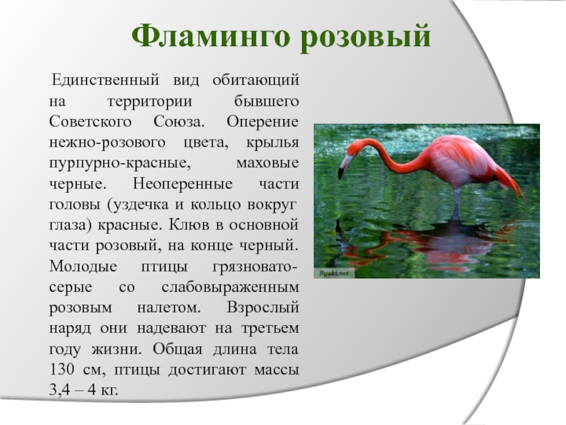 Фламинго розовый	Единственный вид обитающий на территории бывшего Советского Союза. Оперение нежно-розового цвета, крылья пурпурно-красные, маховые