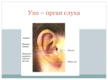 Ухо - орган слуха 2 класс