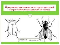 Насекомые-вредители культурных растений и переносчики заболеваний человека