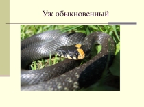 Уж обыкновенный 3 класс