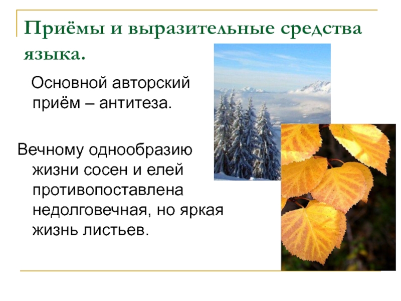 Прием листьев. Антитеза в стихотворении листья Тютчев. Антитеза в стихотворении листья Тютчева. Антитеза в стихотворении листья Тютчева 6 класс. Антитеза в стихотворении листья.