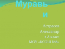 Муравьи