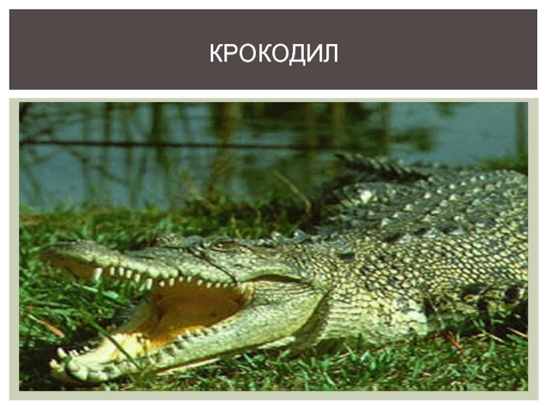 Крокодил это земноводное или пресмыкающееся. Крокодил это земноводное. Класс пресмыкающиеся Тип Хордовые. Линька у земноводных или пресмыкающихся. Кайманы это пресмыкающееся или земноводное.