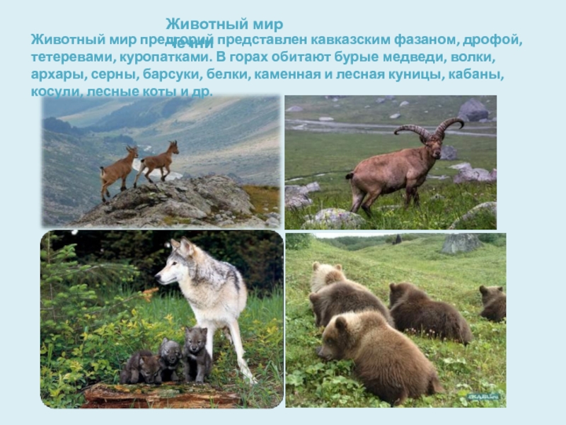 Проект родного края окружающий мир третий класс. Животные родного края. Разнообразие природы родного края. Животный мир Чечни. Природа родного края животные.