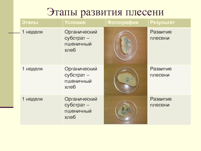 Исследования условий образования и роста плесени на хлебе проект