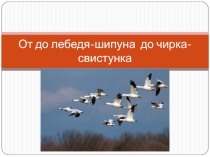 От до лебедя-шипуна до чирка-свистунка