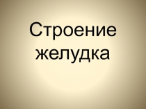 Строение желудка